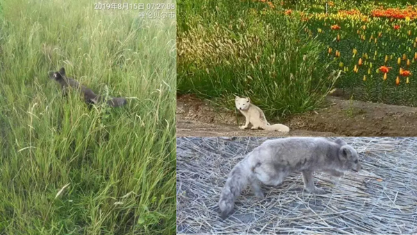 20200318/f588fa052ebd71f93e8a5f65dd2c1210.png f588fa052ebd71f93e8a5f65dd2c1210.png