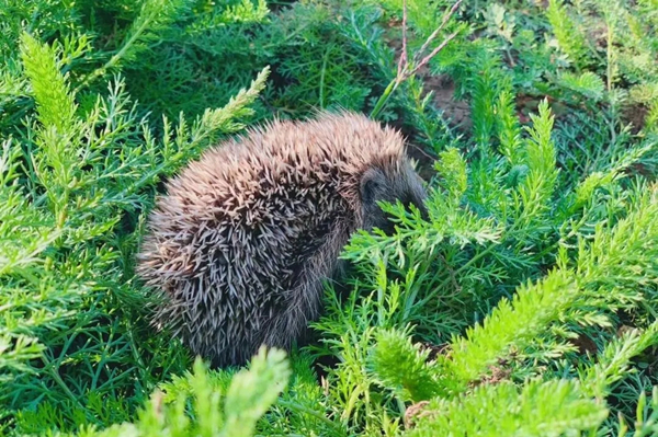 20211015/0bf807f7b3ada3dc5a68b44dd6f9364b.jpg 0bf807f7b3ada3dc5a68b44dd6f9364b.jpg